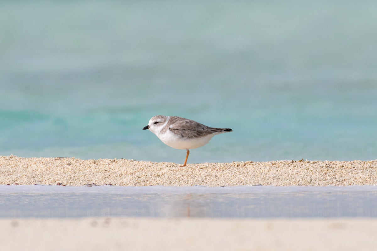 National Audubon Society