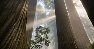 The Nature Conservancy